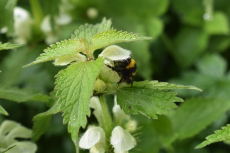 Bumblebee feeding on a white dead nettle flower